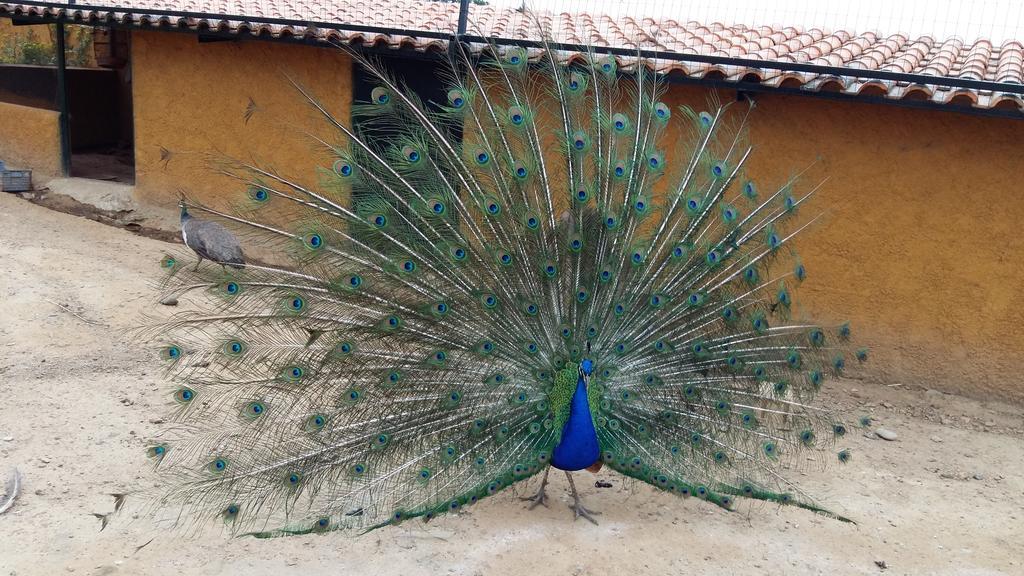 Quinta da Mina Villa Monsanto Esterno foto