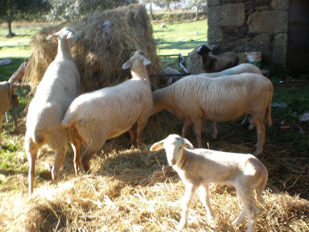 Quinta da Mina Villa Monsanto Esterno foto